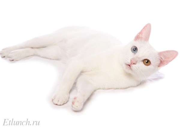 Самые редкие и необычные породы кошек као-мани